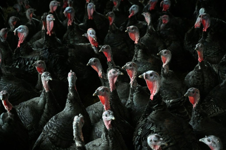 Many farmers have made the switch to smaller breeds as Britons turn away from frozen turkeys from battery farms