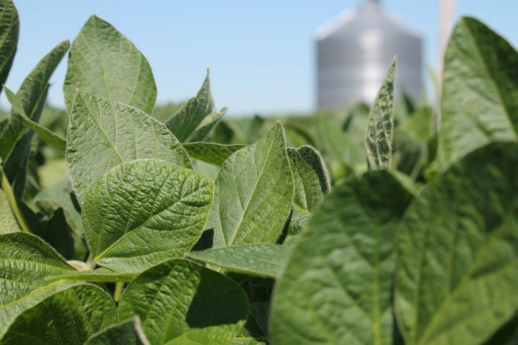 US farmers got subsidies from the government after agricultural commodities prices crashed in 2018, but bankruptcies went up nonetheless