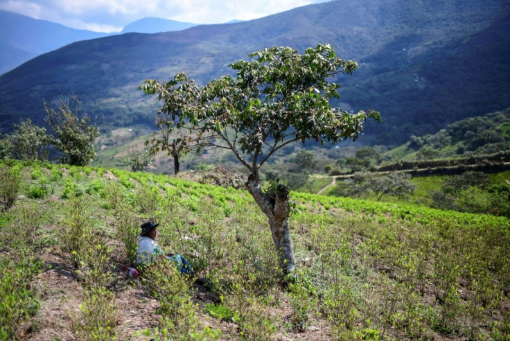 Natividad Quispe, 84, takes a break from her work in a coca leaf plantation in Trinidad Pampa, Bolivia