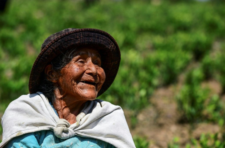 Natividad Quispe's work on a coca leaf plantation is painstaking but her commnity has done this for generations