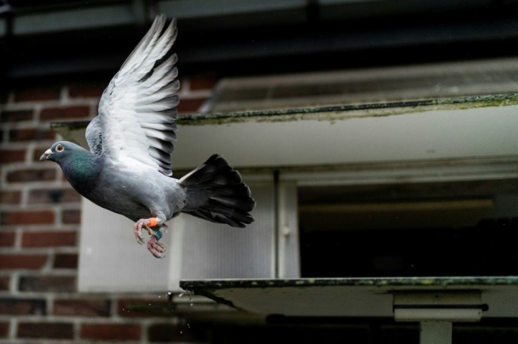 Top European birds have won global fame in recent years and particularly in China where pigeon racing can generate huge winnings