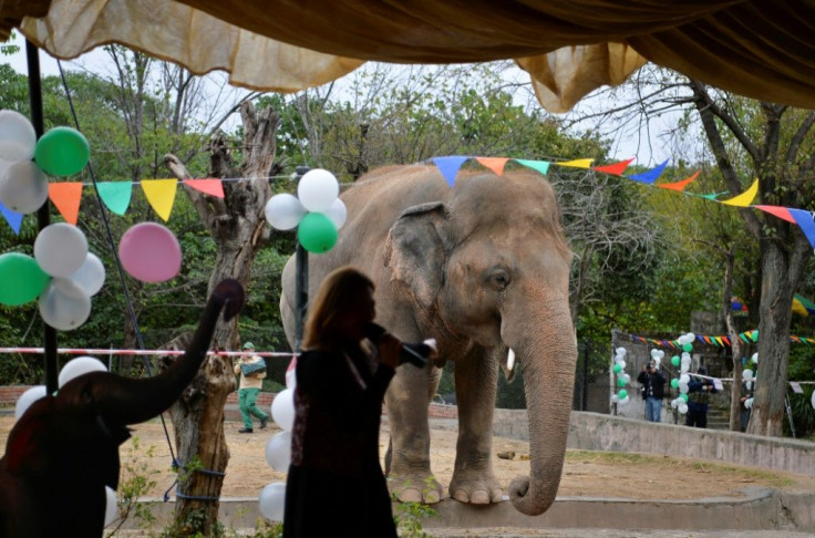 Kavaan, 'the world's loneliest elephant' is heading to a sanctuary in Cambodia following a social media campaign by US pop star Cher