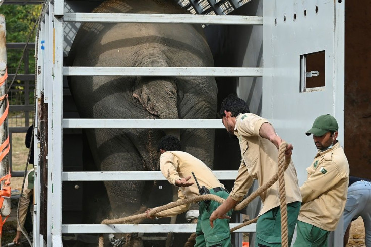 Kaavan is placed in his crate in Pakistan, for the journey to Cambodia