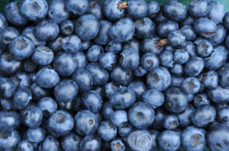 More than 90 percent of South Africa's blueberries are sold abroad, mainly in Europe and Britain