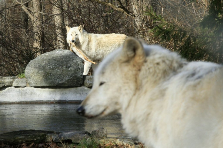 In October 2020, the US removed gray wolves from the Endangered Species Act, where they were first listed in the 1970s when their numbers fell to around a thousand