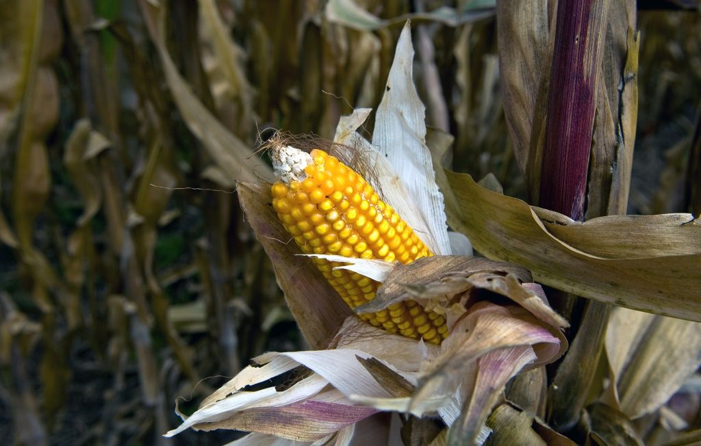 Campaigners Hail Mexican Ban On Genetically Modified Corn