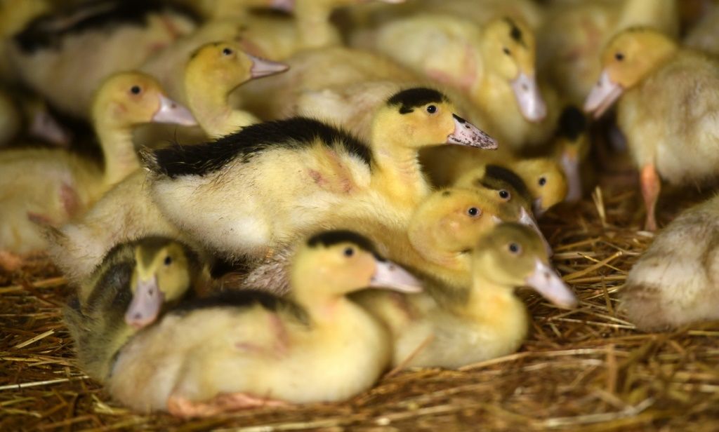 NSW Farm Hit By First Avian Influenza Outbreak In 11 Years, Prompting Biosecurity Lockdown