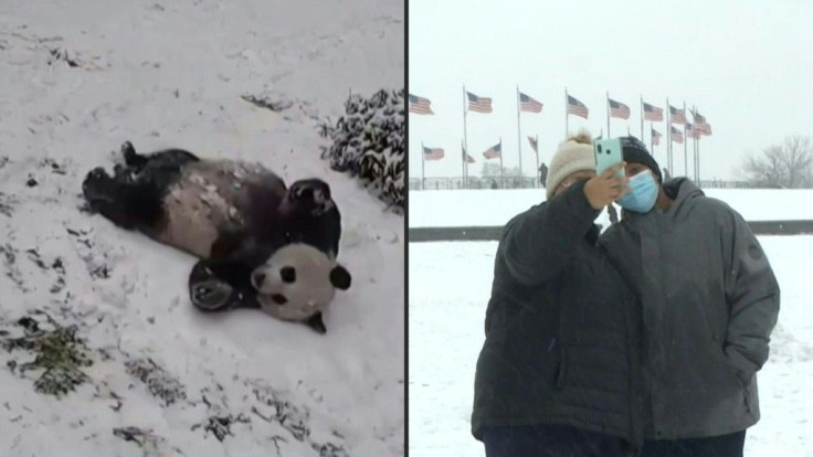 Washington DC residents and tourists visit the National Mall to see the US capital's landmarks covered in snow after the biggest snowstorm in two years hit the city. At the Smithsonian's National Zoo, giant pandas made the most of the weather by sliding a