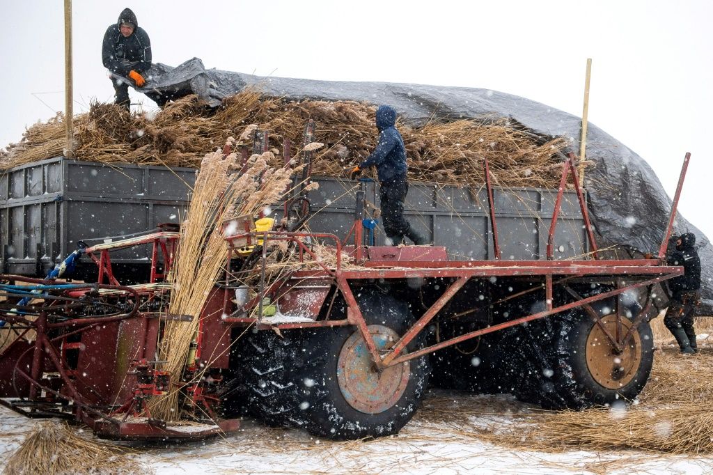 Reed Harvest In Snowy Poland
