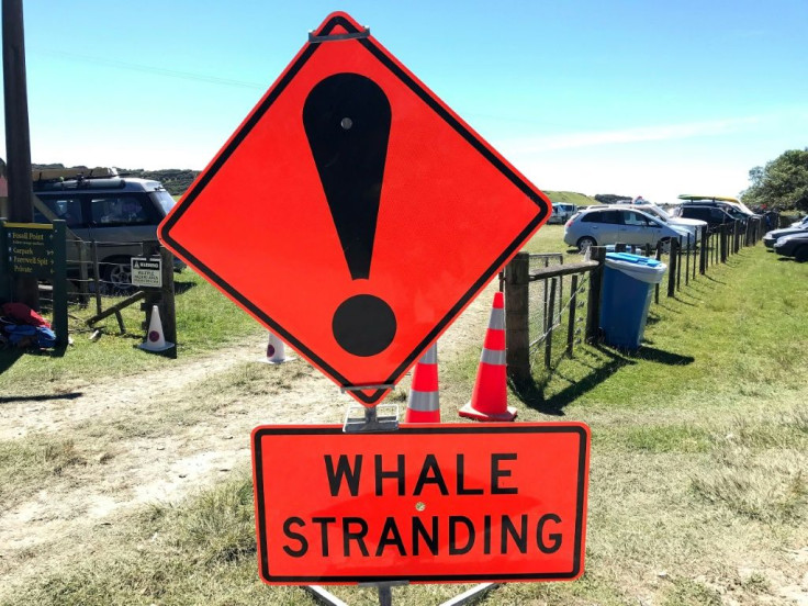 Farewell Spit, a 26-kilometre hook of sand that protrudes into the sea, has been the scene of at least 10 pilot whale strandings in the past 15 years