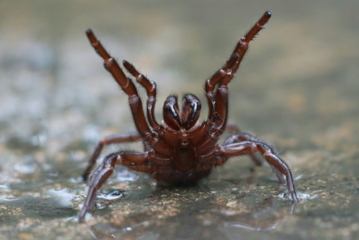 The funnel-web spider is one of the world's most venomous arachnids