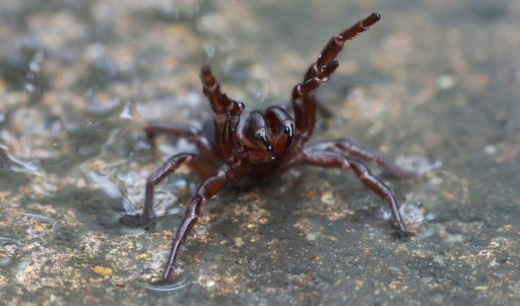 Funnel-web spiders are widely feared for their notoriously toxic and fast-acting venom