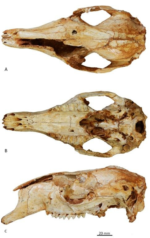 ith two full skeletons to work with -- one male, one female -- Warburton and Prideaux where able to reclassify what had been Wallabia kitcheneri as Congruus kitcheneri