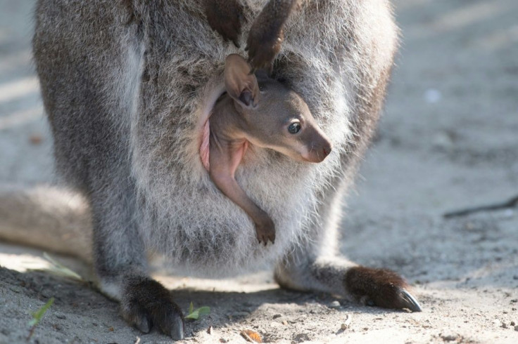 Mammals living on the Nullarbor Plain include the southern hairy-nosed wombat, which shelters from the hot sun by burrowing into the sands, as well as red kangaroos and dingoes