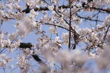 Locals make the most of Tokyo's spring sunshine to enjoy the cherry blossom sweeping across parts of the capital. Fewer people are out in the streets than normal because of the coronavirus.