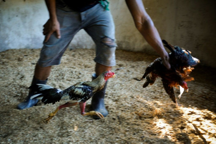 A man is seen training cocks to fight -- a practice still allowed by a new animal-welfare law -- in Havana on September 21, 2020