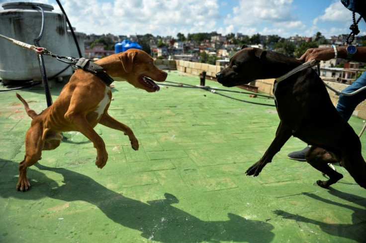 Dog fights are banned under Cuba's new animal-welfare law