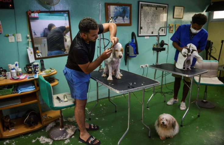 This file photo taken in 2020 shows men working with dogs at a private canine beauty salon in Havana, where a new Cuban law extends protections to most animals