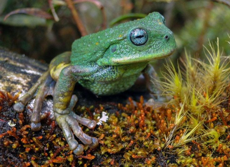 An image provicded by Peru's state service for the protection of natural areas of a new species of frog found in Peru's Amazon jungle