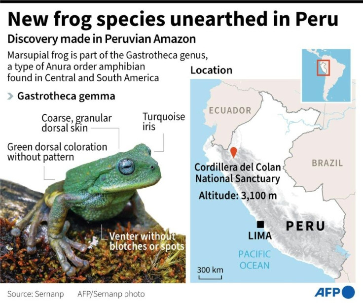 Details on the discovery of Gastrotheca gamma, a new frog species unearthed in Peru