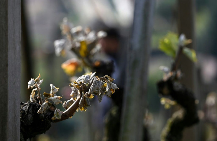 Crops across France were "destroyed in just a few hours" during a cold snap that followed warm weather