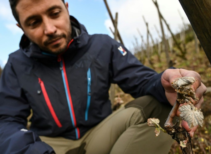 "We usually produce 80,000 bottles, but this year it'll be 10,000 or 15,000 at most," Michael Gerin says