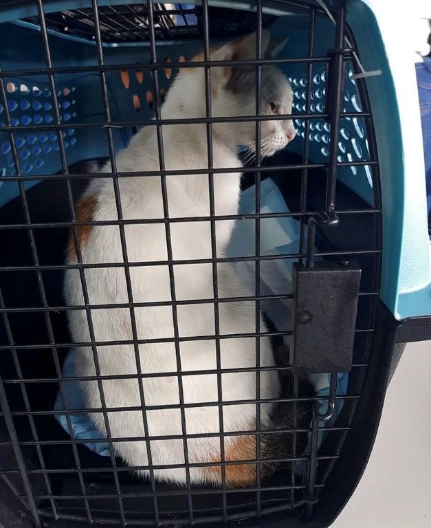 The cat was carrying cocaine, crack and marihuana
