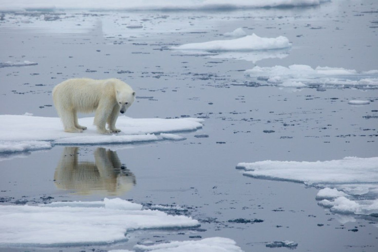 A polar bear stands on melting sea ice in Svalbard, Norway in 2013
