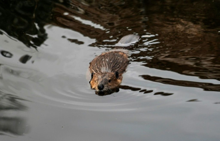 A single beaver has enough gnawing power to fell a tree that took a century to reach maturity in just a few days