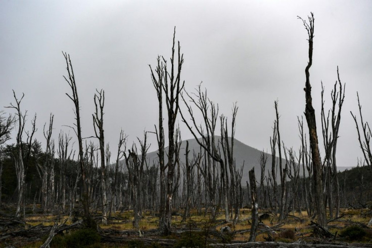 The beavers chew down trees to build dams in rivers and lakes, but now in a part of the world where the forests regenerate much slower than in North America