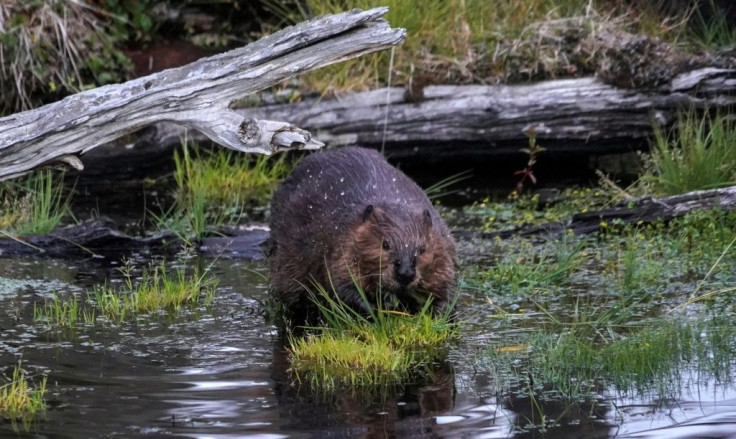Chile permits the hunting and trapping of beavers, and at one point the forestry department offered a reward for each animal shot