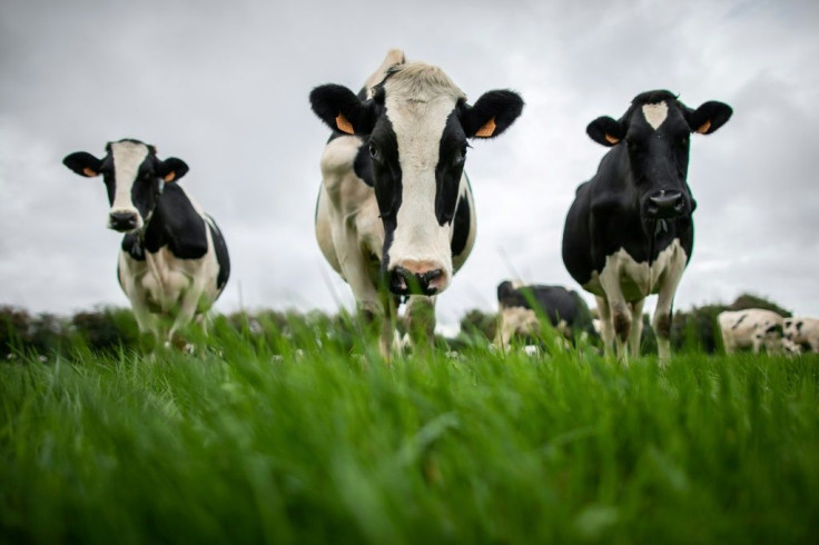 Agriculture accounts for 40 percent of humanity's methane emissions, mainly from livestock