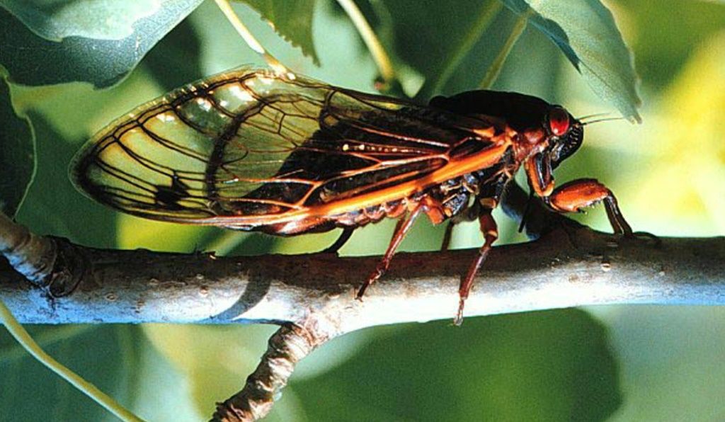 Us Braces For Billions Of Cicadas To Emerge After 17 Years Underground