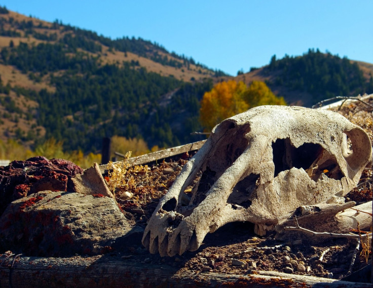 Representation. A horse skull.