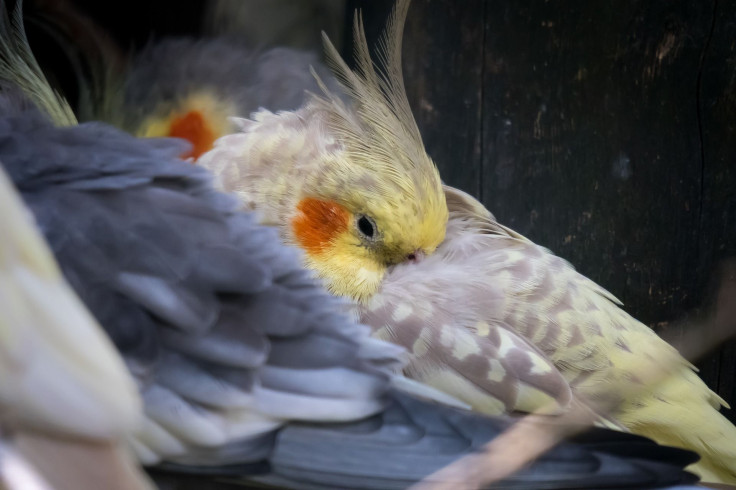Representation. A cockatiel.