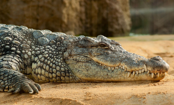 A young boy was filmed hurling a puppy off the side of a cliff into crocodile infested water, Feb. 21, 2018.