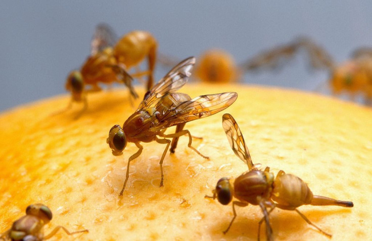 Representative image of a female Mexican fruit fly.
