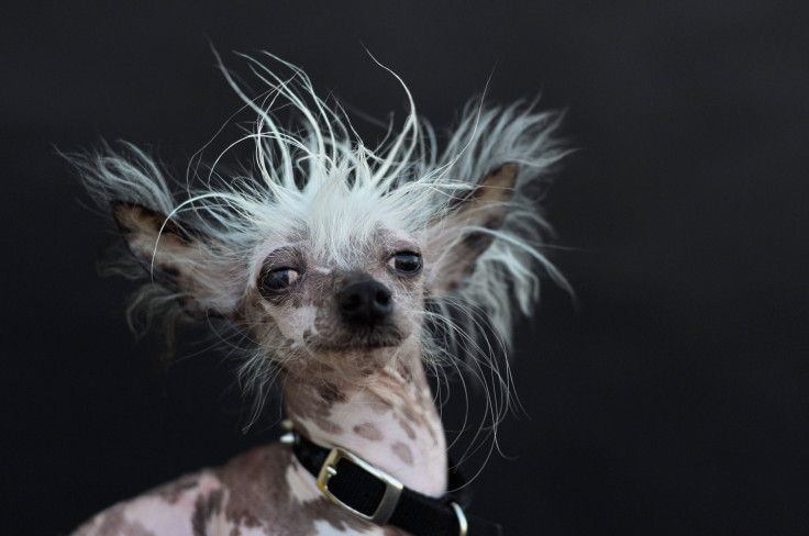 Rascal, a Chinese Crested, is poses for a portrait after competing in the World's Ugliest Dog Competition in Petaluma, California on June 26, 2015. 