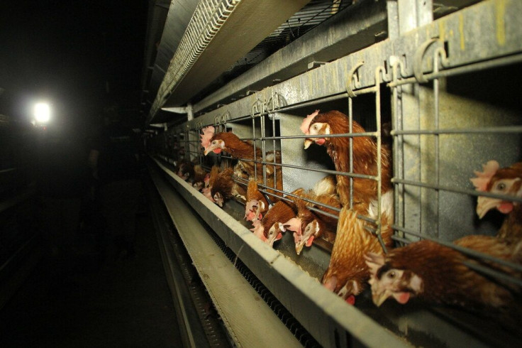 According to a report by End the Cage Age, 94% of the European Union's farmed rabbits are currently caged as are 85% of its sows and 49% of its hens.