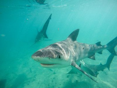 Shark Representational Image.