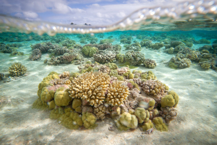 A picture shows coral reefs in the lagoon of the Toau atoll, about 250 miles from Tahiti in the Tuamotu Archipelago in the French Polynesia, Oct. 18, 2015.