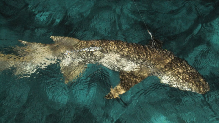 Representation. A shark.