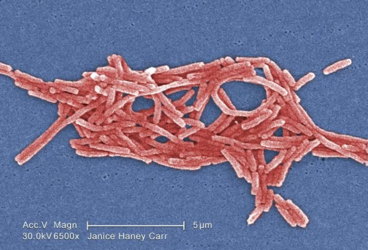 Legionella pneumophila bacteria, which cause Legionnaires' disease.