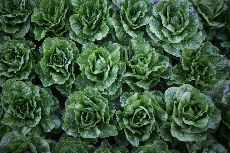 As the number of people infected by E. coli has been increasing, health officials raised concerns about the consumption of Chopped romaine lettuce. In the photo, romaine lettuces grow in a field for harvest in King City, California, April 17, 2017. 