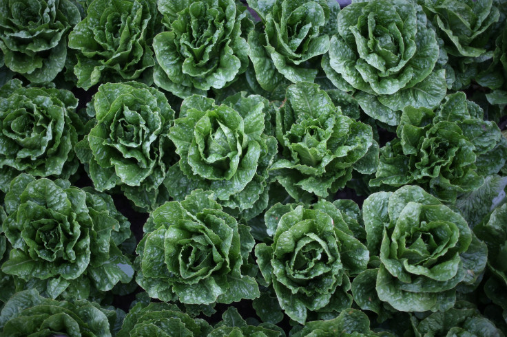 As the number of people infected by E. coli has been increasing, health officials raised concerns about the consumption of Chopped romaine lettuce. In the photo, romaine lettuces grow in a field for harvest in King City, California, April 17, 2017.