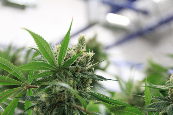 Marijuana could soon be legalized on a federal level and cannabis pharmaceuticals are betting on it.