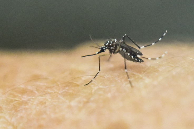 In this photo, an Aedes Aegypti mosquito is photographed on human skin in a lab of the International Training and Medical Research Training Center in Cali, Colombia, Jan. 25, 2016.