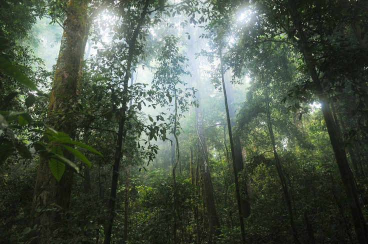 Representative image of a jungle/rainforest.