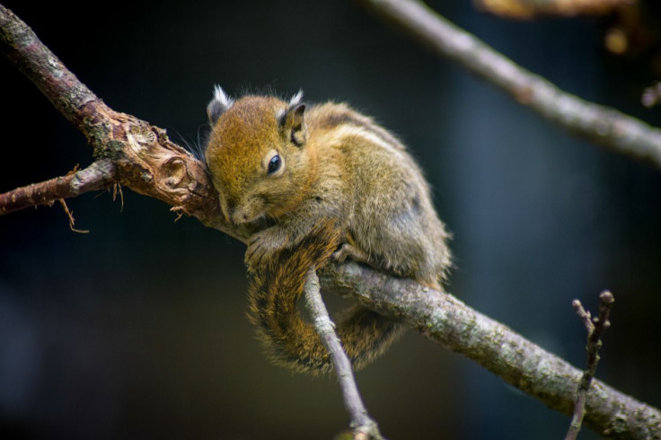 Representative image of a chipmunk on a branch.