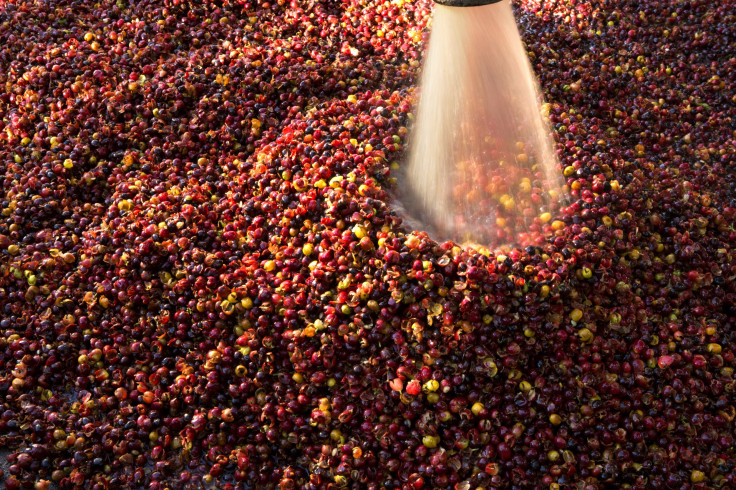 Coffee berries being cleaned at the tiny hamlet of Chanjon in Guatemala.